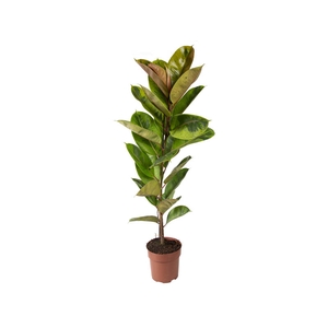 FICUS ELASTICA SHIVEREANA MOONSHINE P23
