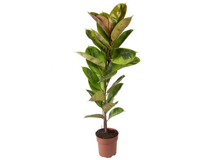 <h4>FICUS ELASTICA SHIVEREANA MOONSHINE P23</h4>