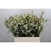 Chamelaucium Dancing Queen White