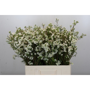 Chamelaucium Dancing Queen White