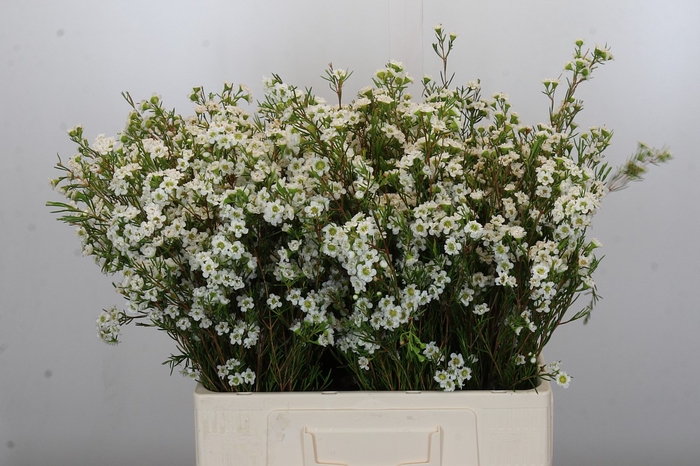 Chamelaucium Dancing Queen White