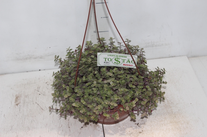 <h4>TOSTAO ROSA C21</h4>