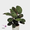 Calathea roseopicta var. illustris