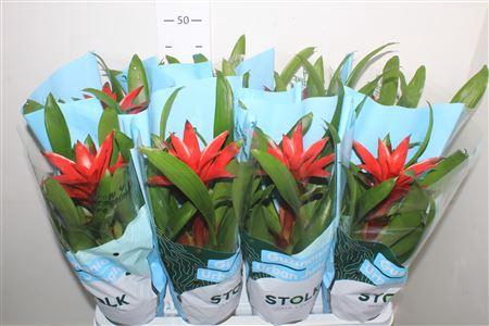 <h4>Guzm Calypso</h4>