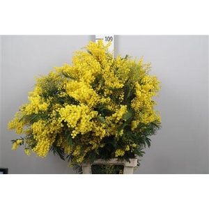 Acacia Mirandol Per Stem Xxl