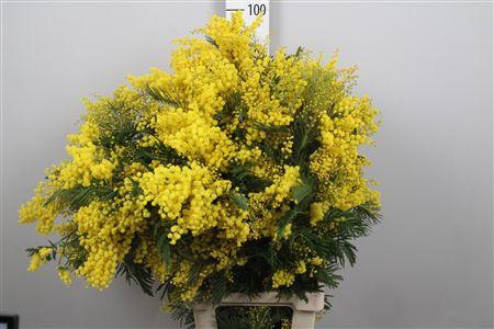 <h4>Acacia Mirandol Per Stem Xxl</h4>