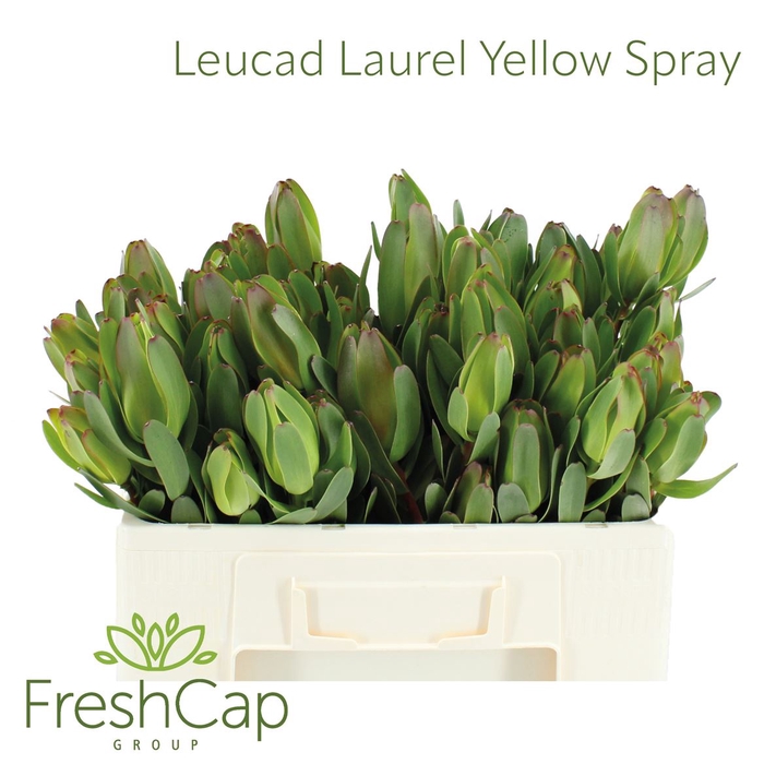 <h4>Leucad Laurel Yellow Spray</h4>