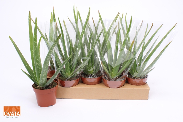 <h4>ALOE VERA</h4>