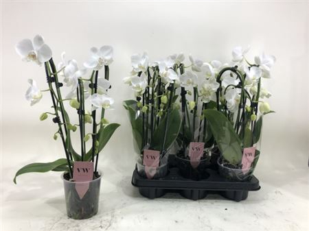 <h4>Phal Ov Wit Cascade 3 Branches 18+</h4>