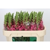 Antirrhinum Avignon Rose