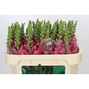 Antirrhinum Avignon Rose