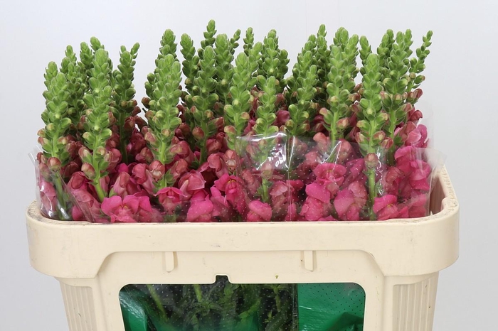 Antirrhinum Avignon Rose