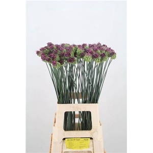Allium Sphaerocephalon Kogels