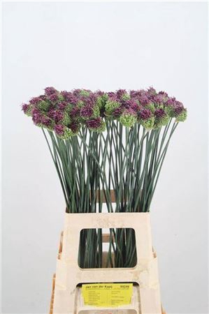<h4>Allium Sphaerocephalon Kogels</h4>