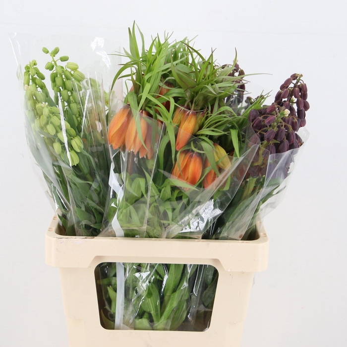 <h4>FRIT IMPERIALIS</h4>