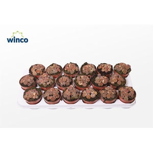 Lithops Red (group)