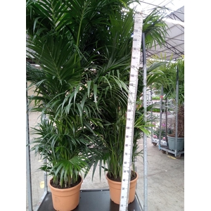 Howea forsteriana