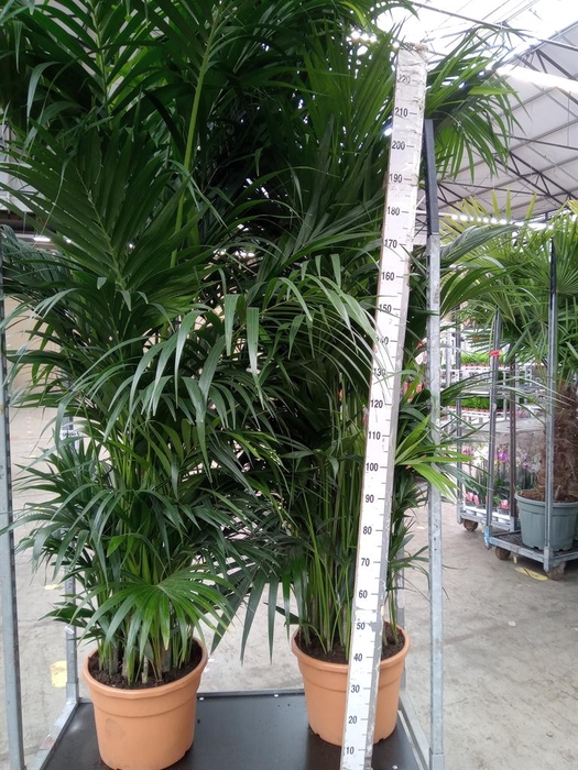 <h4>Howea forsteriana</h4>