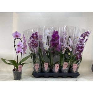 PHAL GEM
