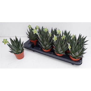 ALOE TIKI TAHI