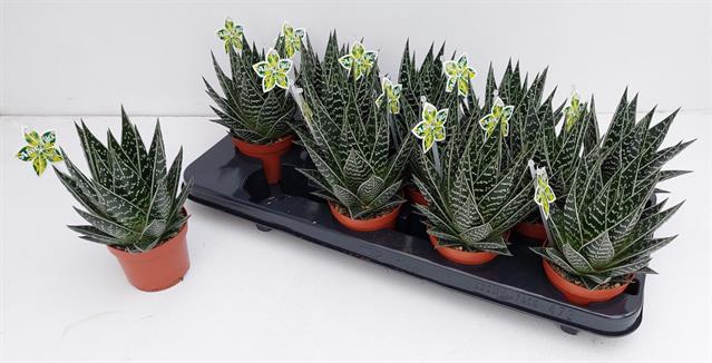 <h4>ALOE TIKI TAHI</h4>