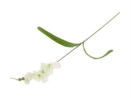 <h4>Stem Freesia</h4>