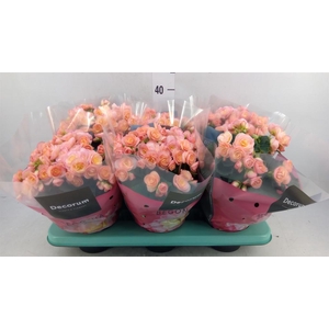 Begonia elat. DU 'Hailey Sunset'