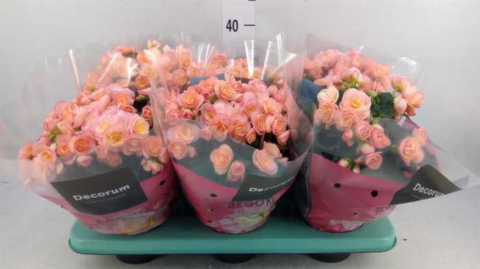 <h4>Begonia elat. DU 'Hailey Sunset'</h4>