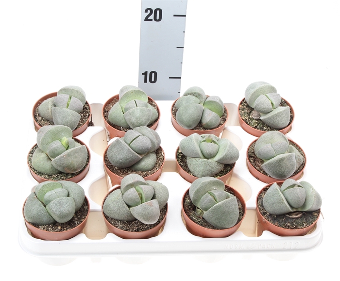 <h4>Lithops spp.</h4>