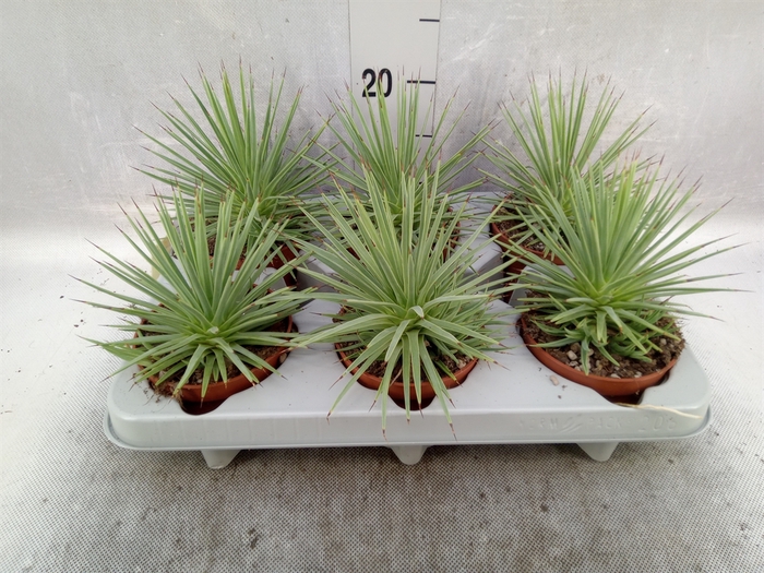 <h4>Agave stricta 'Nana'</h4>