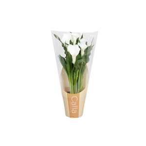 Zantedeschia Fresco Calla wit in bedrukte hoes