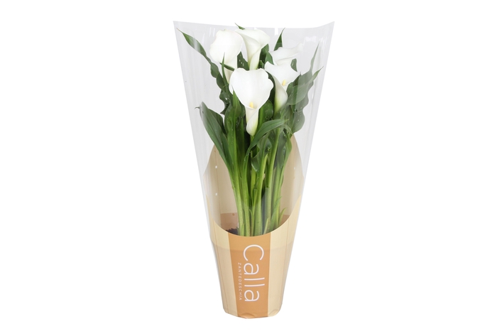 <h4>Zantedeschia Fresco Calla wit in bedrukte hoes</h4>