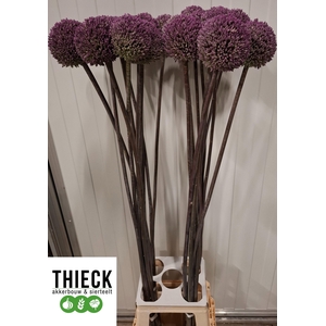 ALLIUM SUMMER DRUMME