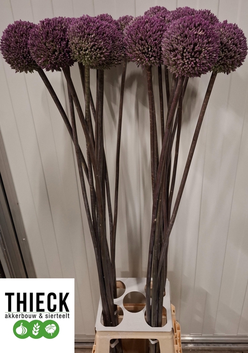 <h4>ALLIUM SUMMER DRUMME</h4>