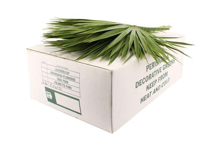 <h4>Palmetto X25</h4>