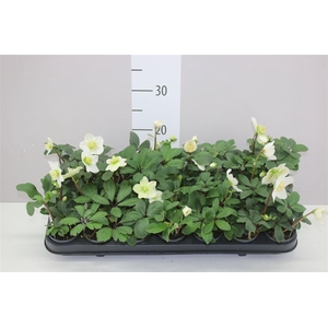 Helleborus Ni Chr Carol 4+