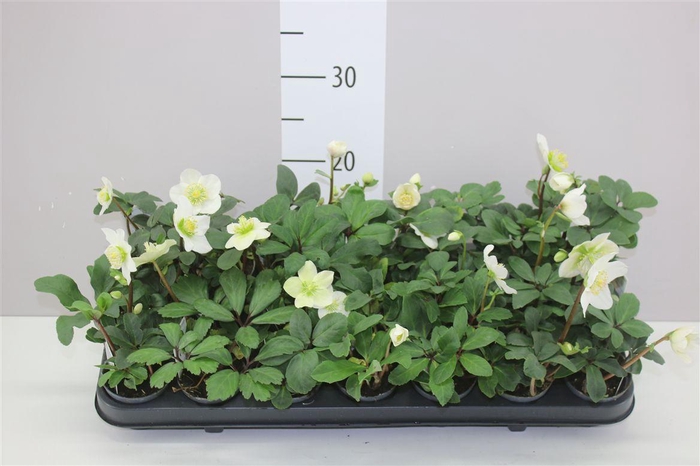 <h4>Helleborus Ni Chr Carol 4+</h4>