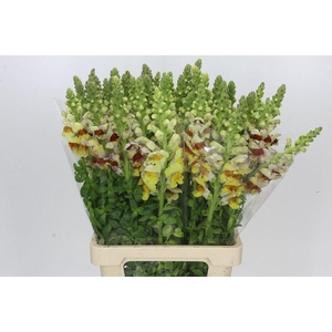 Antirrhinum Costa Apricot