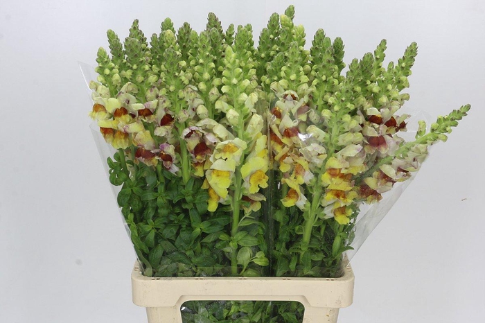 <h4>Antirrhinum Costa Apricot</h4>