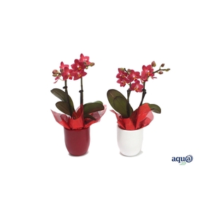 Hugo Red/White Tiny Dolls Rood 2T10+ Aqu@ met rood doekje