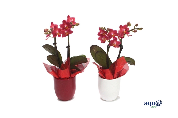 <h4>Hugo Red/White Tiny Dolls Rood 2T10+ Aqu@ met rood doekje</h4>