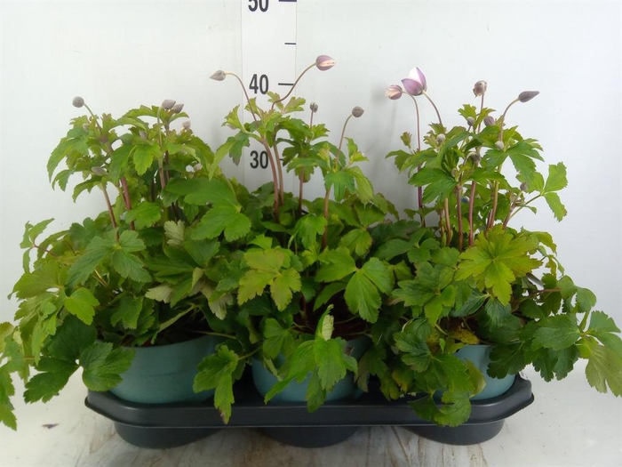 <h4>Anemone  'Wild Swan'</h4>