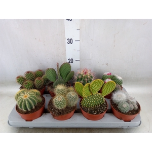 Cactus   ...mix