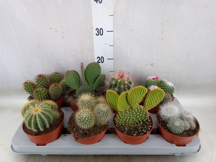 <h4>Cactus   ...mix</h4>