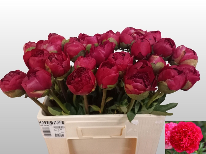 PAEO COM PERFORMANCE