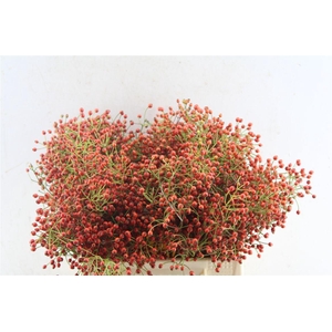 Rosa Autumn Joy