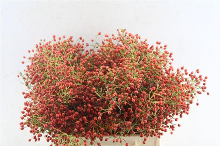 <h4>Rosa Autumn Joy</h4>