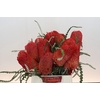 Banksia Speciosa Red