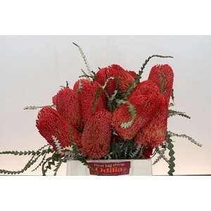 Banksia Speciosa Red