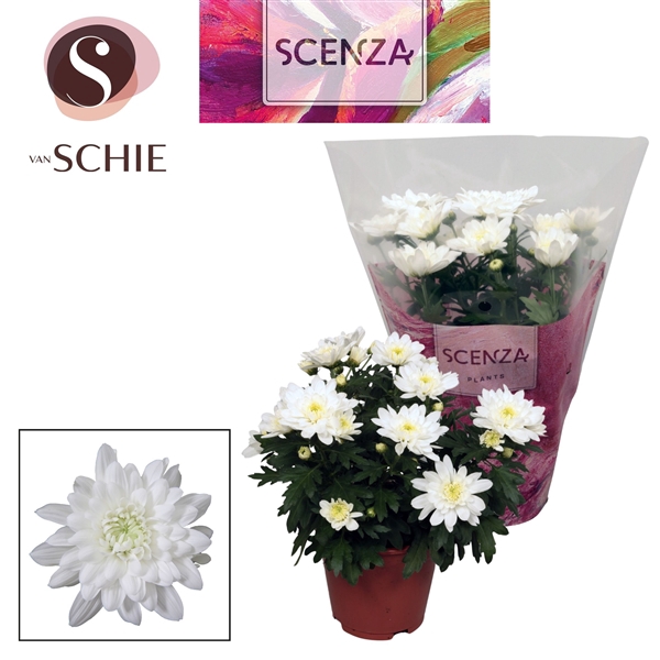 <h4>Chrysant Breeze White</h4>